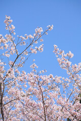 満開の桜を下から見上げる	