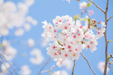 青空を背景に桜の花をクローズアップ	