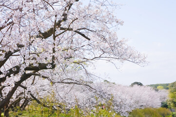 桜と青空　吉野公園	