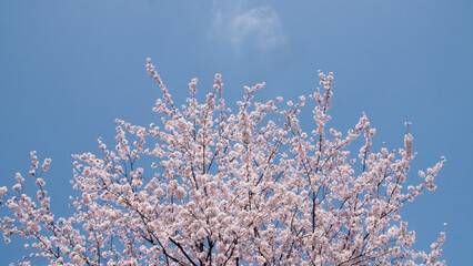 Sakura cherry blossoms rustle under the blue sky and clouds in Japan