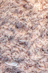 catch of shrimp, small shrimp to dry, group of shrimp to dry