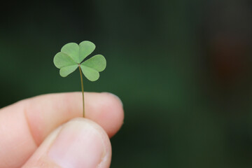 Fototapeta na wymiar small plant clover in hand close up with green background