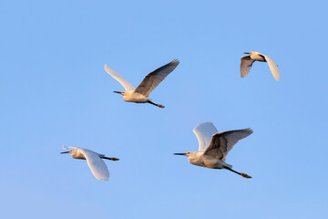 A quartet of snowy egret birds is flying together against a vivid blue sky over Ding Darling National Wildlife Refuge on Sanibel Island, Florida.
