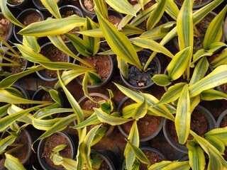 Sansevieria trifasciata Golden Flame Snake Plants in the garden