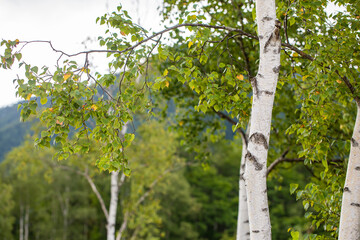 Fototapeta premium 白樺 Birch