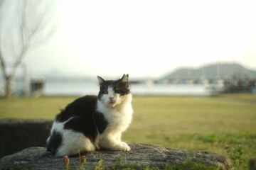 Cat living in SHIGA Chomeiji port [taken with old lens/ Jupiter-8]