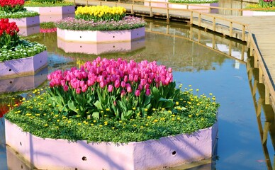 素敵に咲くチューリップ　春の日　風景