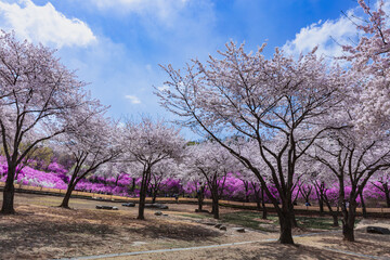 Obraz premium 진달래 동산