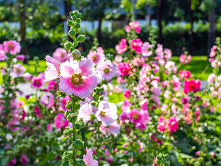 Colorful hollyhock flowers and green leaf background in the morning.
