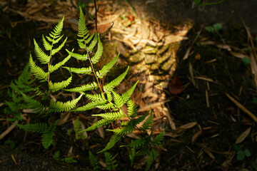 木洩れ日が当たっているシダの葉