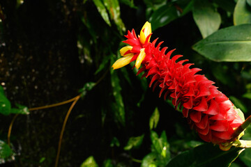 スパイラルジンジャー