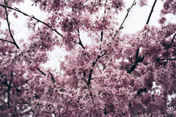 Sakura cherry blossom in Japan
