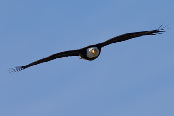 Bald eagle approaching, seen in the wild in  North California