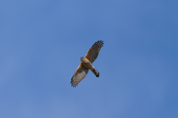 Obraz premium Sharp-skinned hawk flying, seen in the wild in North California 