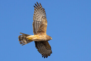 Unusual bottom  view of a female  hen harrier (Northern harrier)  flying in beautiful light, seen in the wild in North California