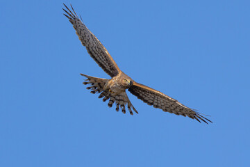 Unusual bottom  view of a female  hen harrier (Northern harrier)  flying in beautiful light, seen in the wild in North California