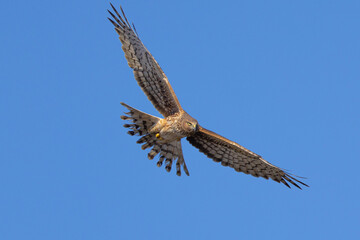 Unusual bottom  view of a female  hen harrier (Northern harrier)  flying in beautiful light, seen in the wild in North California