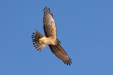 Unusual bottom  view of a female  hen harrier (Northern harrier)  flying in beautiful light, seen in the wild in North California