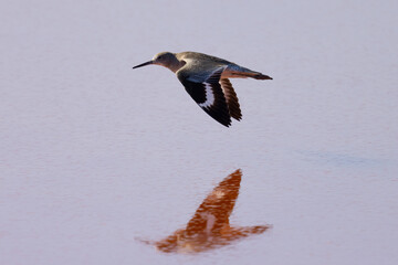 Willet  flying over water with reflections, seen in the wild in a North California marsh