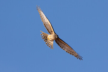 Unusual bottom  view of a female  hen harrier (Northern harrier)  flying in beautiful light, seen in the wild in North California