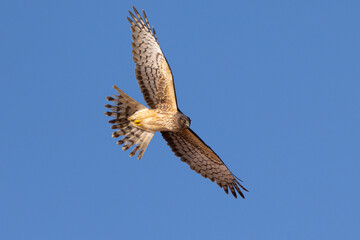 Unusual bottom  view of a female  hen harrier (Northern harrier)  flying in beautiful light, seen in the wild in North California