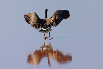 Canada goose landing, seen in the wild near the San Francisco Bay