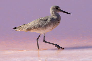 Willet in the wild, seen in a North California marsh (in pinkish water due to the salt/mineral content)