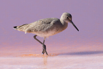 Willet in the wild, seen in a North California marsh (in pinkish water due to the salt/mineral content)