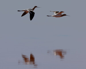 A couple of American avocet flying over water with their reflections, seen in the wild in a North California marsh 