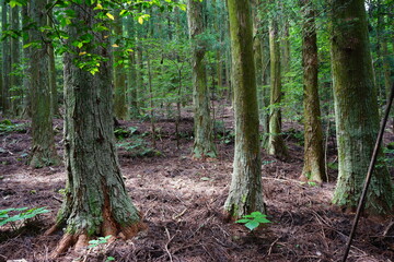 mossy cedar forest in the gleaming sunlight