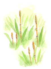 つくしの水彩イラスト