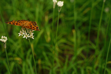 花韮の花にとまって羽を広げている蝶々（キタテハ）