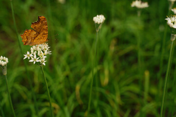 花韮の花にとまる蝶々（キタテハ）