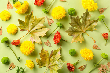 Chrysanthemum flowers, maple leaves and seeds on green background