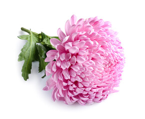 Beautiful chrysanthemum flower isolated on white background