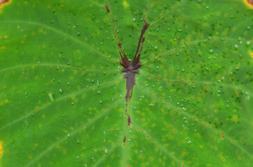 Beautiful Colocasia black widow background