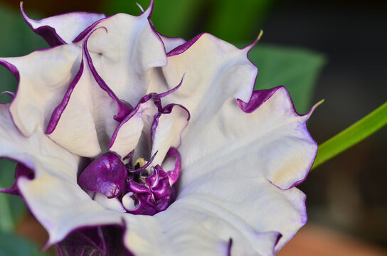 Close up Moonflower bloom