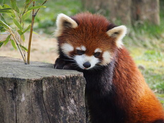 レッサーパンダ
