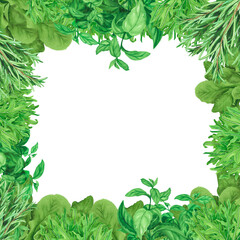 Fototapeta premium Square banner with fresh herbs basil, rosemary, coriander,watercress. Watercolor frame isolated. Illustration for design