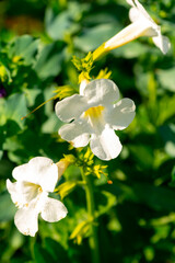 Naklejka na ściany i meble White Incarvillea flowers in the summer garden (hardy gloxinia, Chinese trumpet flower)
