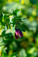 Purple cerinthe  flowers in the summer garden (honeyworts)