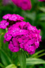 Magenta dianthus barbatus flowers in the summer garden (sweet William)