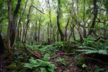 primeval forest with mossy rocks and fern