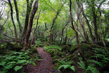 Fototapeta premium refreshing summer forest with fine pathway