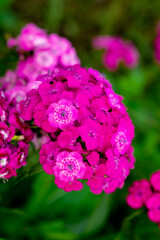 Magenta dianthus barbatus flowers in the summer garden (sweet William)
