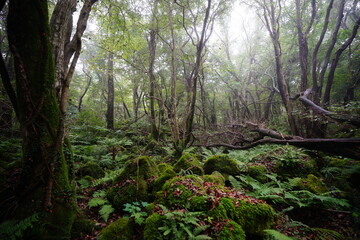thick wild forest in mist