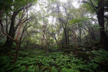 thick wild forest in mist