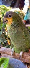 parrot on a branch