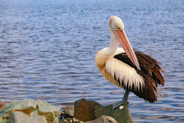 Pelicans congregating at local fish cleaning facilities waiting to be fed by local fisherman at Tuncurry, NSW Australia