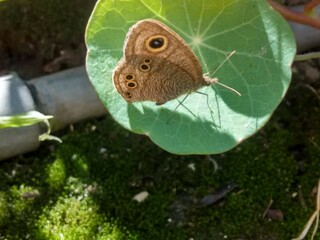 butterfly on a leaf